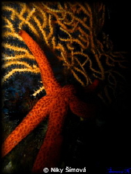 starfish by Niky Šímová 